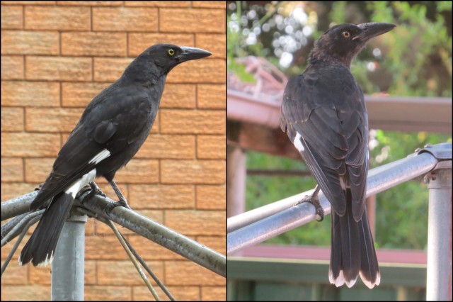 Adult (left) and juvenile (right) Pied Currawongs