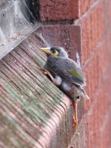 Juvenile Noisy Miner barely clinging onto the window ledge, probably thinking it would have been sensible to stay in the nest a little longer