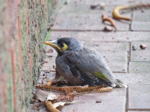 Noisy Miner chick ponders its next move