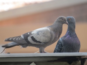 Eye to eye - the pigeon with the dull eye is a juv